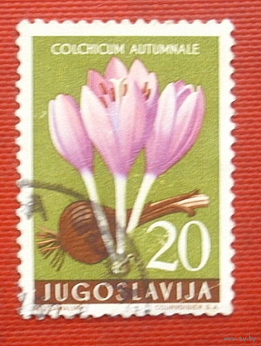 Югославия. Цветы. ( 1 марка ) 1957 года. 2-18.