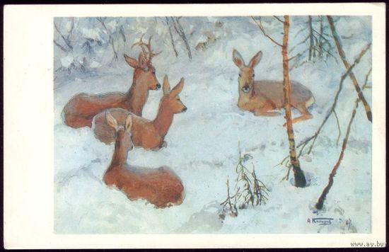 1968 год А.Комаров Косули
