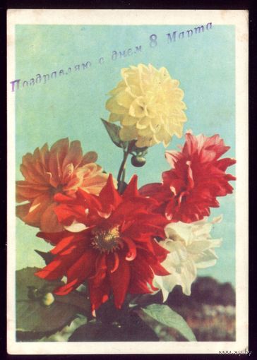 1965 год А.Ананьина Георгины с надпечаткой