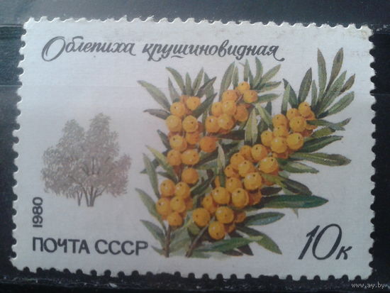 1980 Облепиха