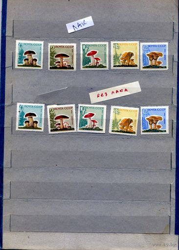 СССР, 1964,  ГРИБЫ 2 серии по 5 марок (С лаком и без оного),  чистая