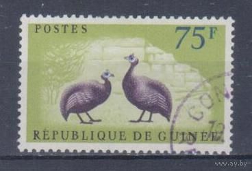 [1446] Гвинея 1961. Фауна.Птицы.Цесарка. Концовка серии.Гашеная марка.