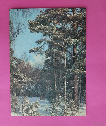 Зимний лес в сосновом лесу. Чистая. 1990 года. Самсоненко. 2568.