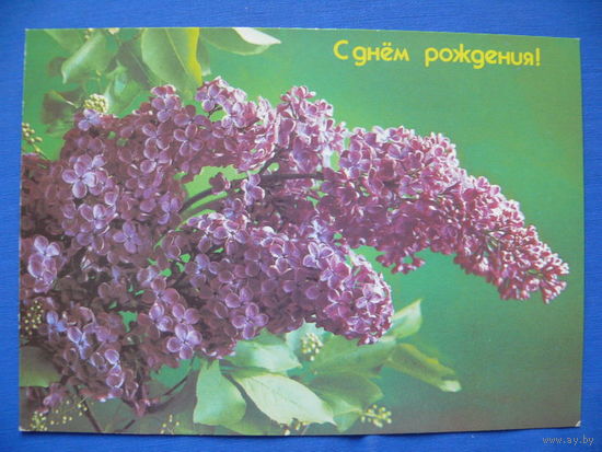 Фото П. Костенко, С днем рождения, 1988, чистая.
