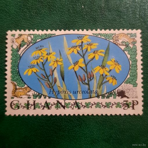 Гана. Флора  Hypoxis Urceolata