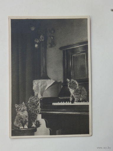 Фотооткрытка котята 1950-е 9х13 см