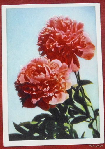 Пионы. Чистая. 1965 года. Фото Тюккеля. #119.