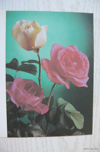 Костенко Г., Поздравляю! 1990, двойная, чистая.