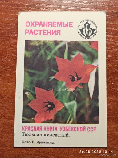 Календарик Тюльпан килеватый 1987 Яруллин
