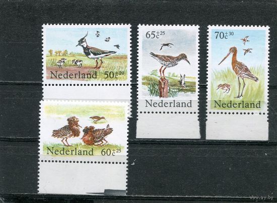Нидерланды. Фауна. Птицы