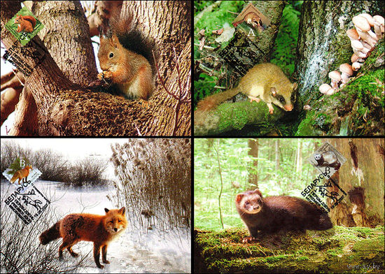 Стандартный выпуск. Фауна Беларуси 2005 год Беларусь 4 картмаксимума