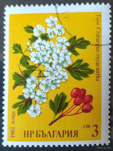 Болгария 1981 Цветы 1 из 6