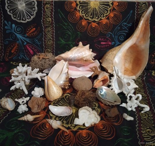 Коллекция морских ракушек и кораллов.