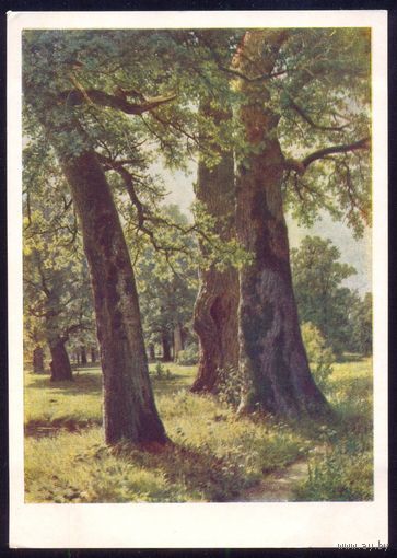 СССР ИЗОГИЗ 1955 Шишкин "Дубы"