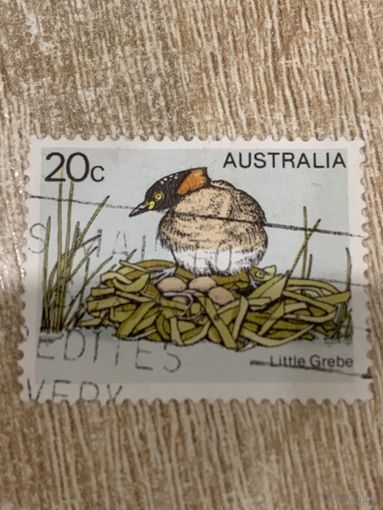 Австралия. Птицы. Little Grebe. Марка из серии