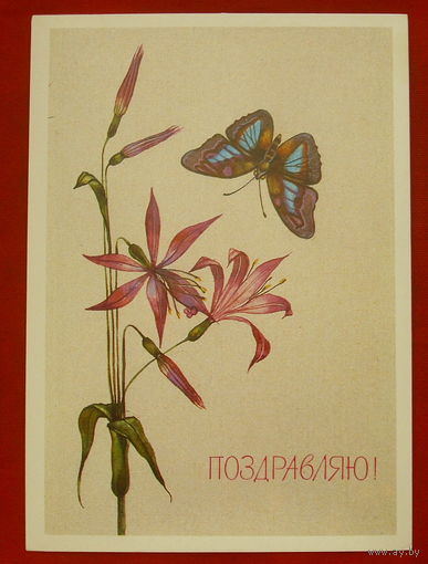Поздравляю! Чистая. 1989 года. Савельева. 453.