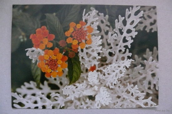 Цветы, подписана (Венгрия).