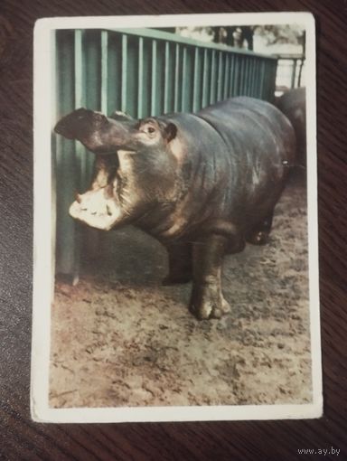 Бегемот.Чистая.1963г.