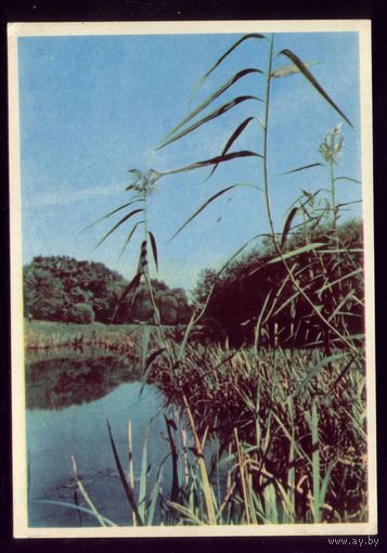 1965 год Беларусь Затока