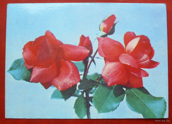 Цветы. Чистая. 1977 года. " Минтис ". *359.