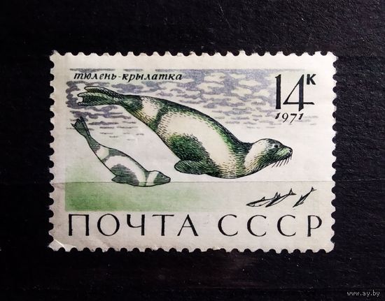 Марка СССР 1971 год Морские млекопитающие