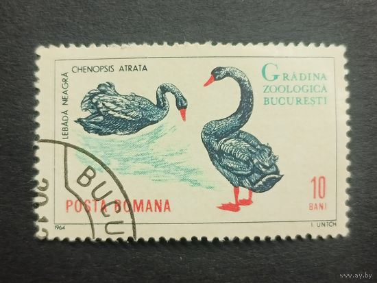 Румыния 1964. Бухарестский зоопарк.  Чёрный лебедь