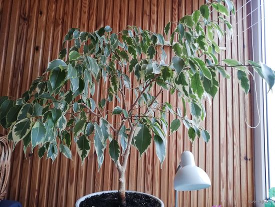 Фикус Бенджамина 85 см высота от пола, без горшка, Многолетнее взрослое растение