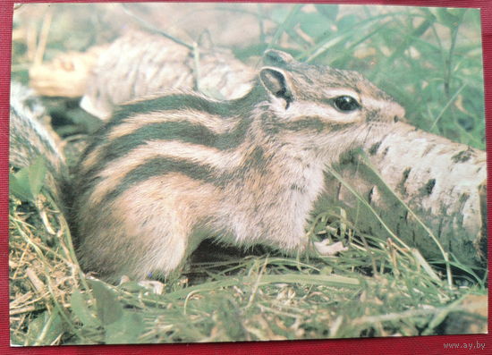 Бурундук. Чистая. 1989 года. Фото Смирнова. 1447.