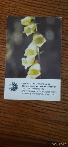 СССР. Календарь. Наперстянка. 1981г.