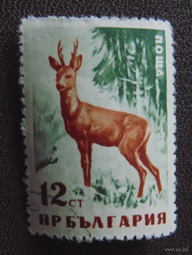 Болгария 1958 г. Косуля.