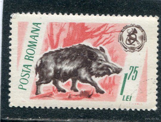 Румыния. Фауна. Кабан