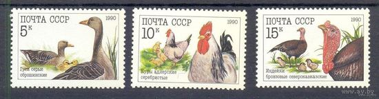 Домашние птицы