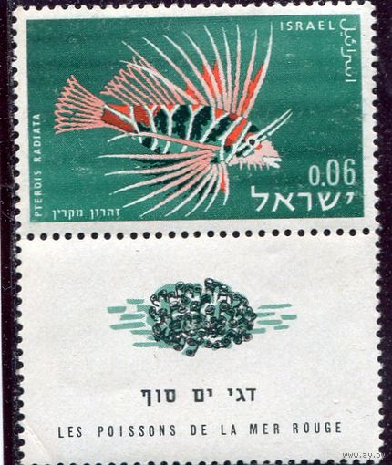 Израиль. Фауна. Рыбы Красного моря