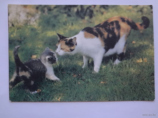 Календарик 1996 г. Кошка с котенком.