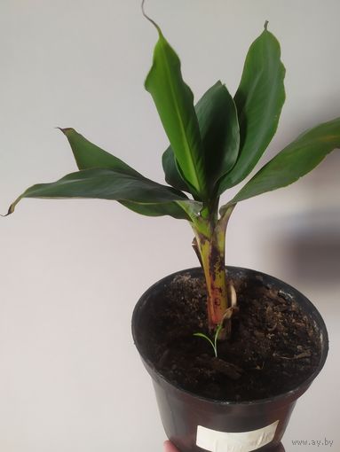 Банан комнатный цветок в горшке