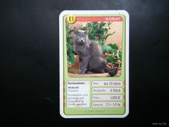 Карточка КОШКИ 25