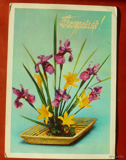 Поздравляю! Подписанная. 1979 года. Садловская. 1295.