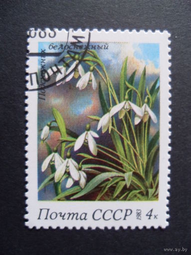 СССР. Подснежник белоснежный 1983 цветы