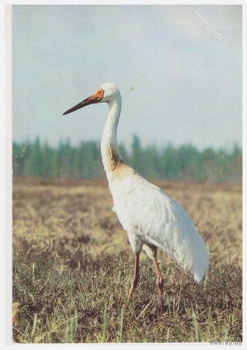 Открытка Стерх. 1988 Фото Э. Назарова