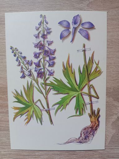 Косоруков 1985 чистая