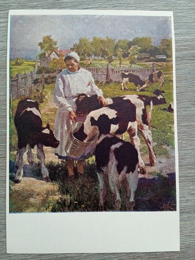 1952. Левитин. Знатная телятница