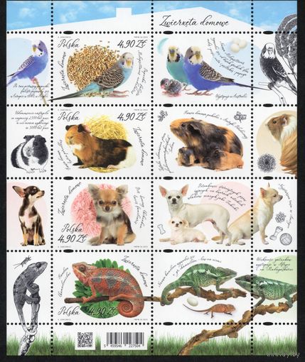 Польша 2025. Фауна. Домашние животные