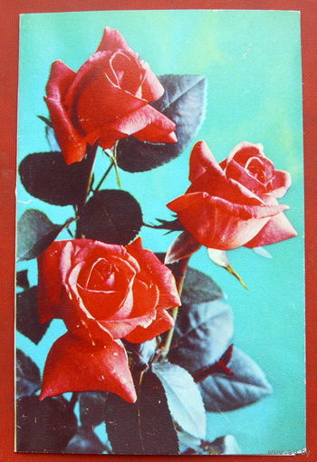 Розы. Чистая. Двойная. 1978 года. Костенко. 1530.