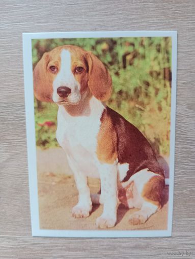 Календарик 1991