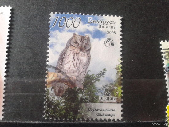 2008 Совка-сплюшка