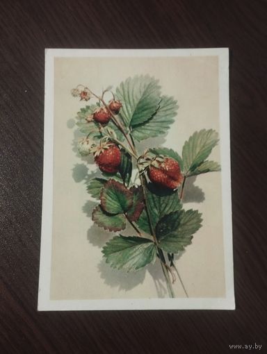 Земляника.1958г.