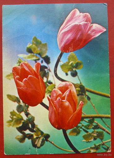 Композиция с тюльпанами. Чистая. 1986 года. Костенко. *315.