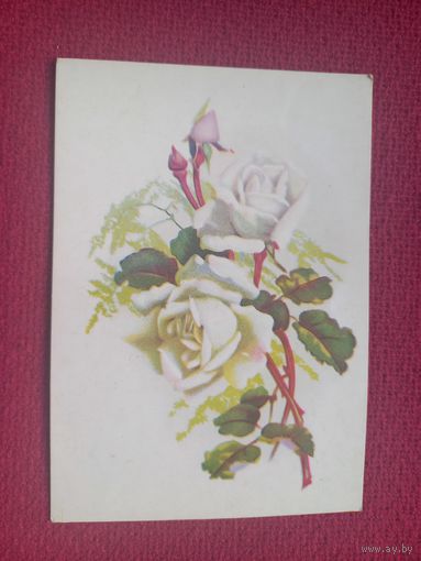 Розы. Октообер 1956 г. Чистая. Кр1.