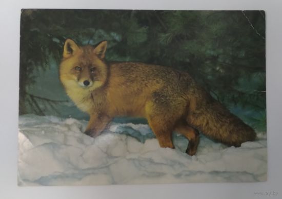 Открытка ,, лиса ,, 1989 г. Чистая.
