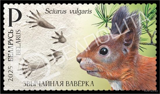2025 БЕЛАРУСЬ Марка "Следы зверей" MNH